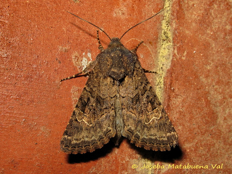 Noctuidae di questa fine settimana